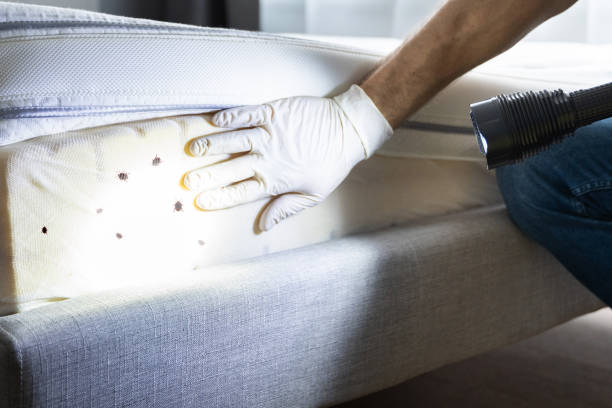 Best Pest Control for Homes  in Bridge City, TX