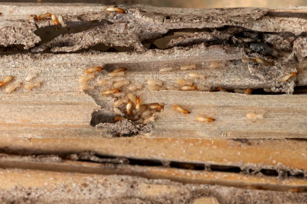 Best Pest Control Near Me  in Bridge City, TX